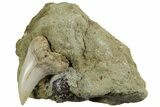 Hooked Mako Shark Tooth Fossil On Sandstone - Bakersfield, CA #223738-1